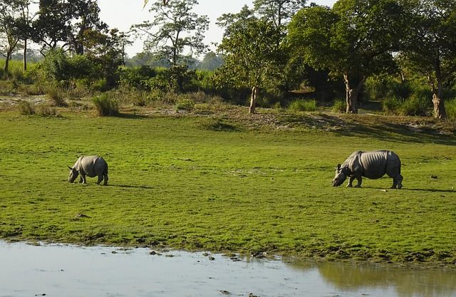 Assam